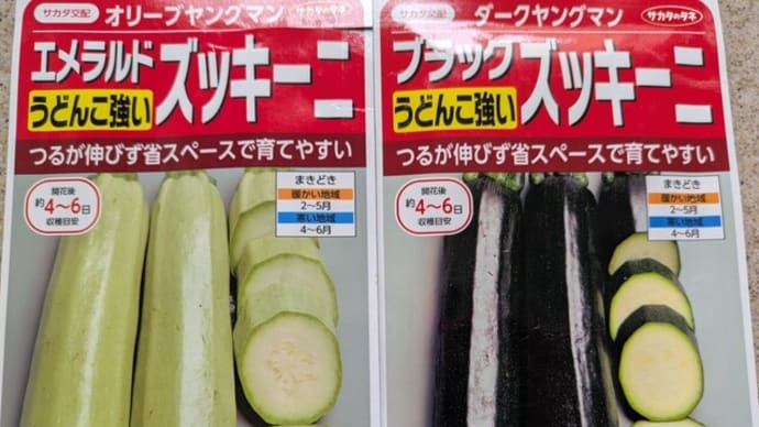 第2弾ズッキーニの種蒔き
