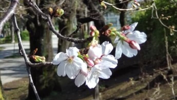 桜開花！3月の食費とガス代＆塩麹パウダー