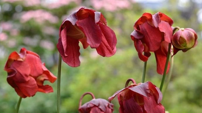 鉢植えの食虫植物(1)サラセニア b、レウコフィラ