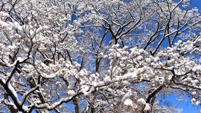 青天ふわ雪のなる木。