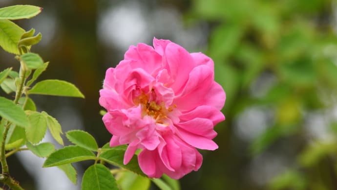 No.1. 浜寺公園ばら庭園 原種系・OLDO系も咲いていた🌹