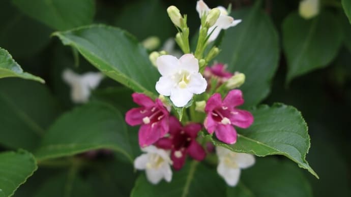 自宅の庭に咲く花