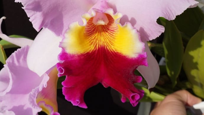 Rlc. Kobe Star‘Pearl Bridge’