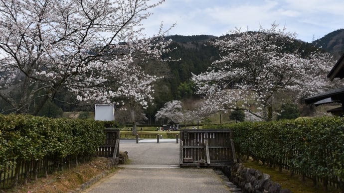 ソメイヨシノ狩り 福井県福井市城戸ノ内町 第39回ふくい桜まつり:一乗谷朝倉氏遺跡(2)復原町並:ふくげんまちなみ