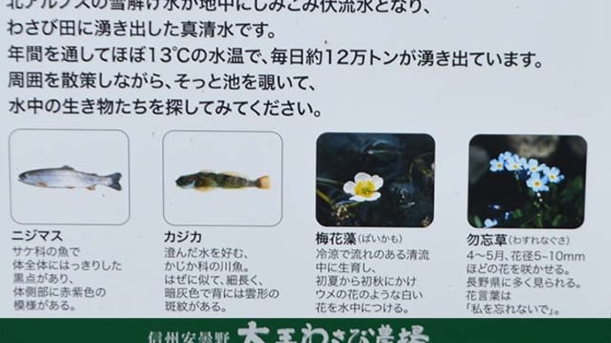 バイカモ&わすれな草 in 大王わさび農場