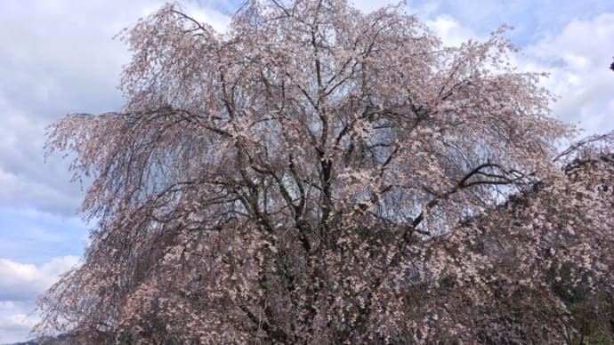 吉田川沿いの枝垂れ桜