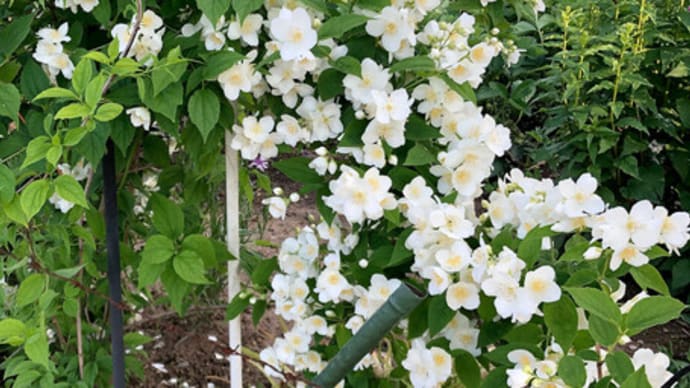 ウオーキング中に出会った動植物など_バイカウツギ(梅花空木)
