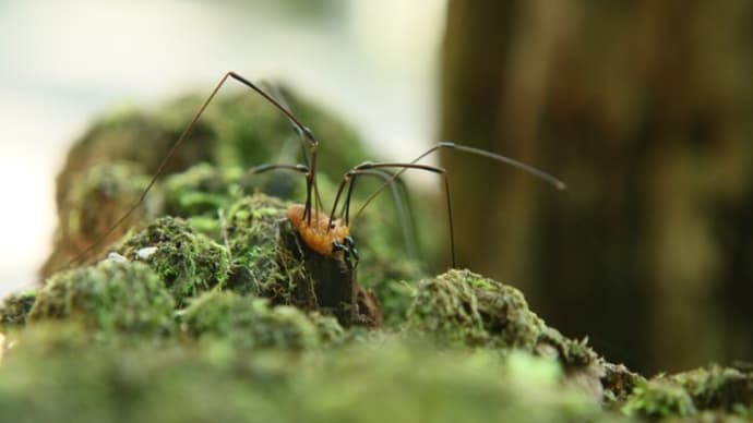 昆虫じゃなかったー！！　ザトウムシの巻　2021