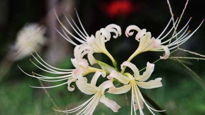 白い彼岸花