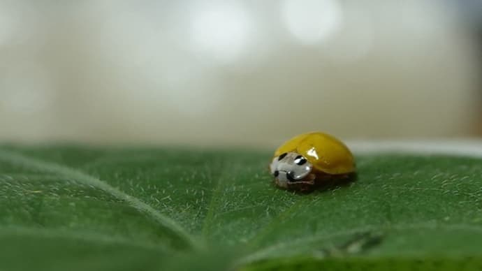 クロバネツリアブさんと可愛い子🐞