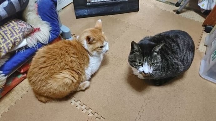 3月19日(土) 猫の麦とごまの日常日記