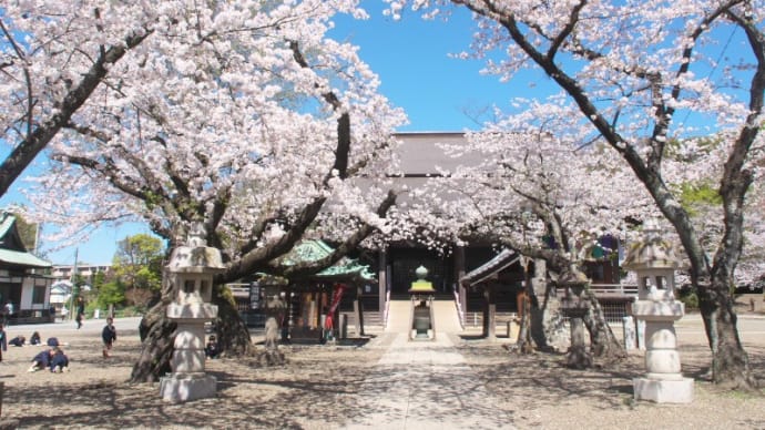 中山法華経寺の桜2025