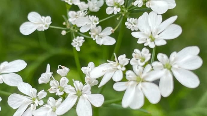 パクチーの花です🌸