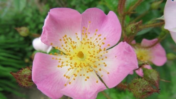dog rose