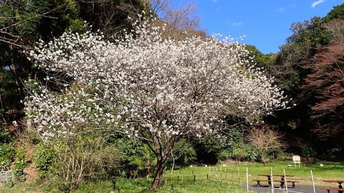 春寒の散歩道に咲く花