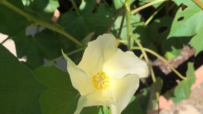 バルバデンセの花も咲きました。