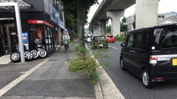強い雑草