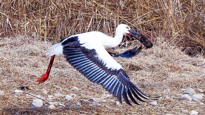 野鳥の「コウノトリ」です