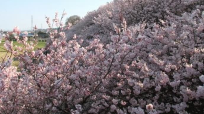 serowでお散歩2025(③春めき桜.南足柄市)