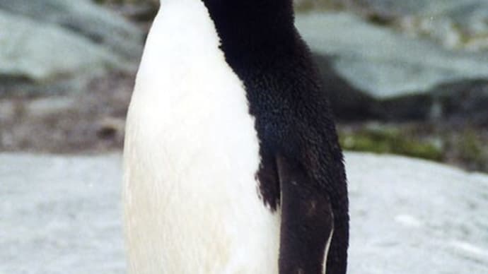 今日は世界ペンギンの日なんやて!(^^)!