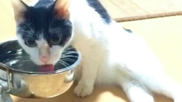猫さん給水のポイント