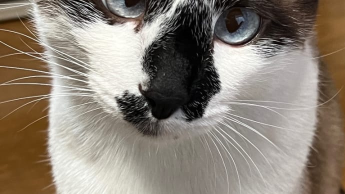 パチパチと