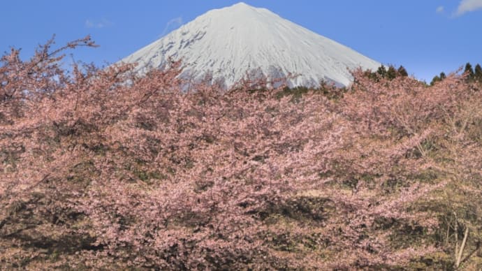 開花直前！！！みんなで守りたい日本の花「ソメイヨシノ」🌸🌸🌸