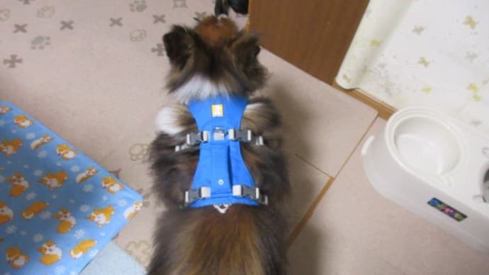 新しいハーネス