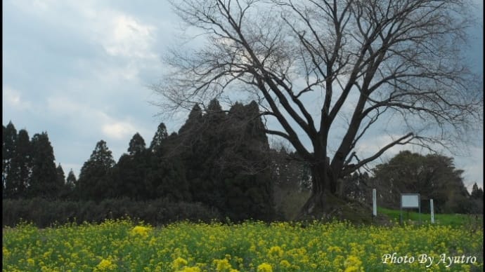 大坪の一本桜~開花は今週末かな
