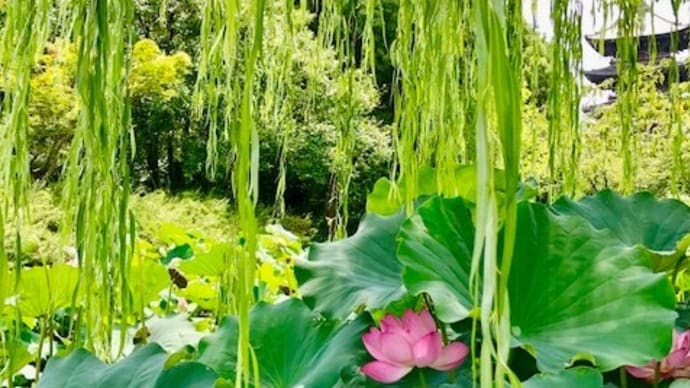 「花托」から「蓮の葉シャワー」まで楽しめる