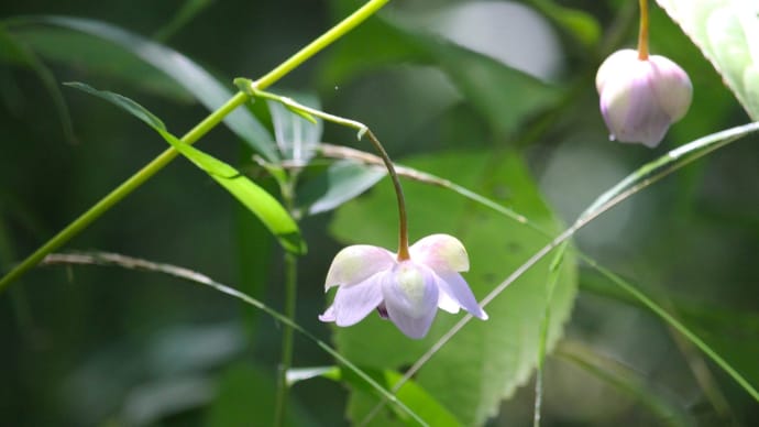 紫匂う夏、蓮華升麻