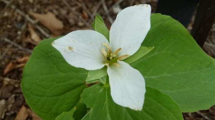 5月の・・・軽井沢植物園で・・・オオバナノエンレイソウを見た