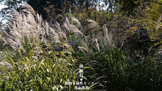 小さな花のいろどり。