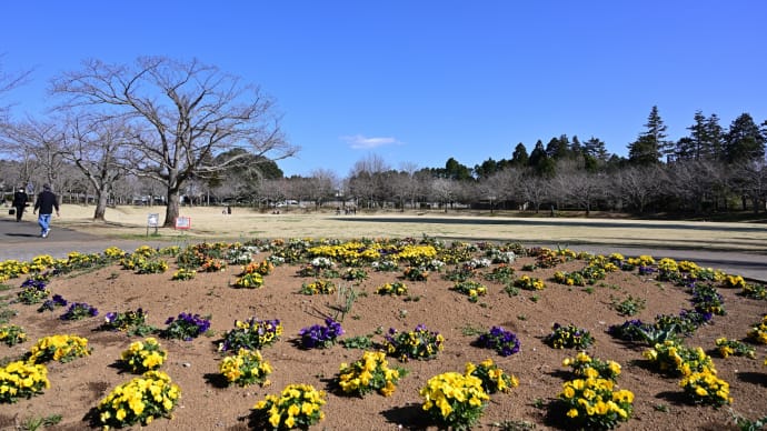 ◆ソメイヨシノ(さんぶの森公園)