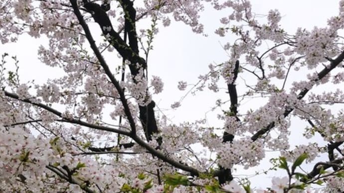 川沿いの桜満開🌸🌳🌸✨