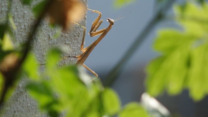 MyGardenのお友達