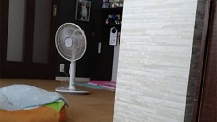 もう夏ですか?
