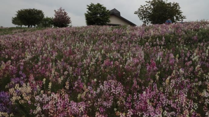 太田八王子公園の芝桜2022