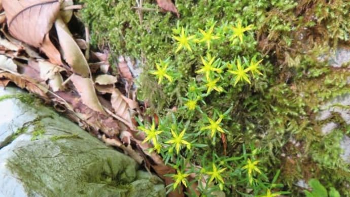 万年草
