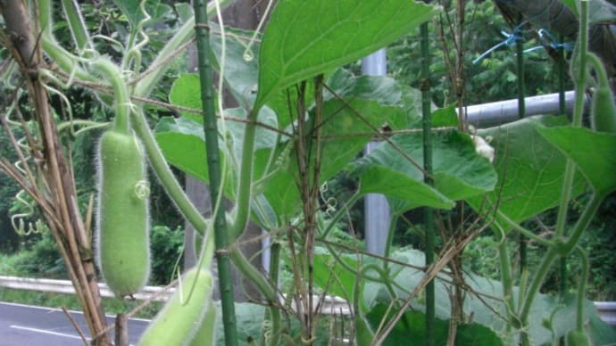 花壇野菜すくすく育っています!