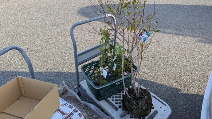 ベリー園、拡張準備完了