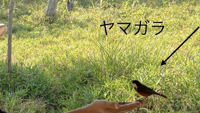 ヤマガラさんと仲良しに❣️