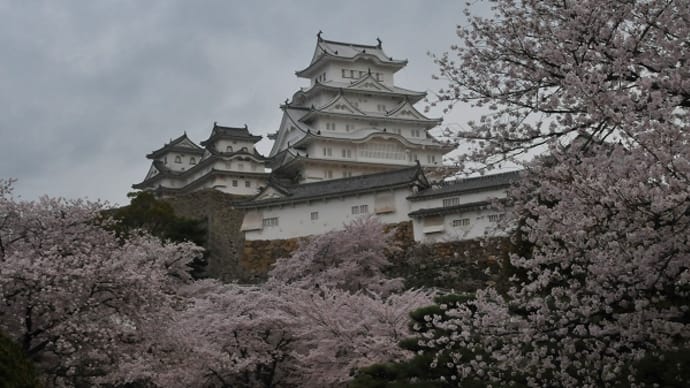 姫路城 夜桜会 2015