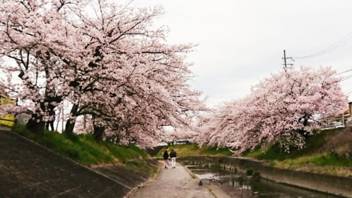 大和高田の千本桜