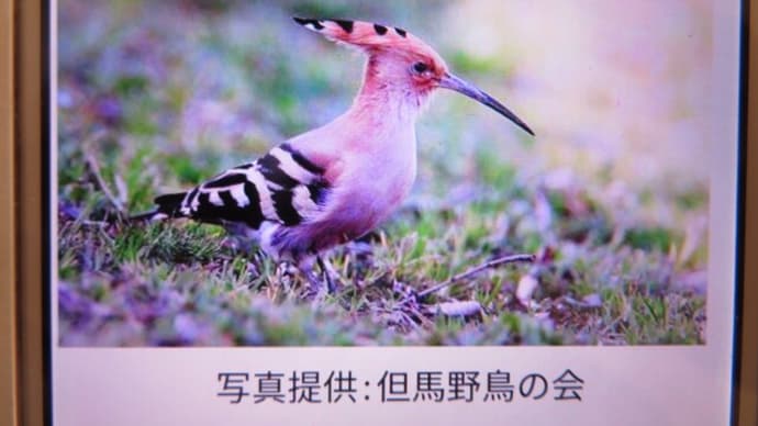 ヤツガシラがやってきた。