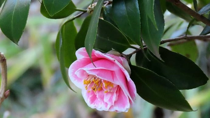 椿の花咲く早春の森