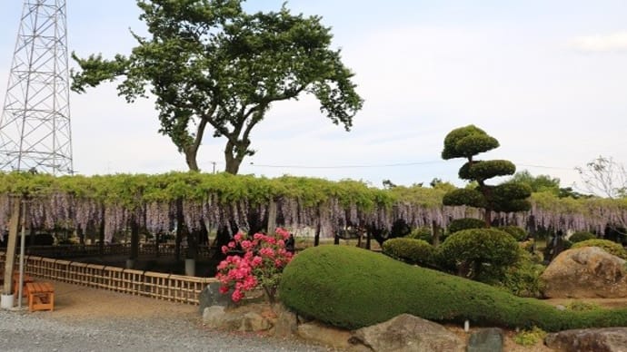 5/15(日)吉見根ふじ園 須賀川市
