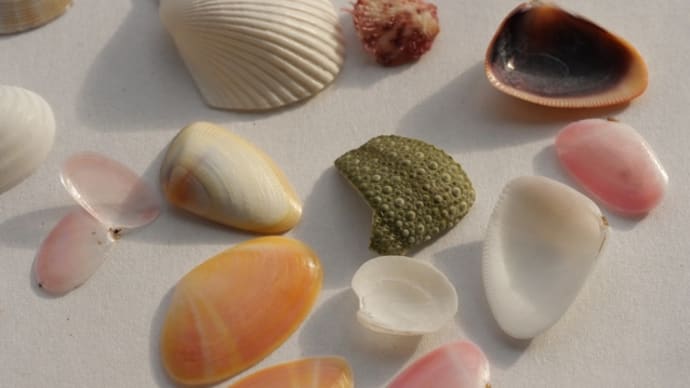 砂浜に流れ着くもの