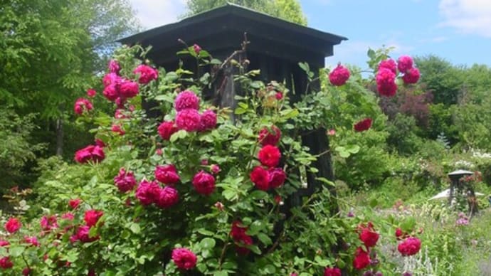 2022年度版・薔薇の花「チャールズ・ダーウイン」～モネの色彩と「Rose　Library」（56）
