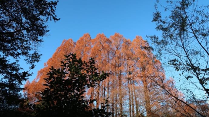 12月の武蔵関公園